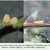 argynnis niobe tleyserukh ovum 1